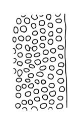 Macromitrium longipes, upper laminal cells at margin.
 Image: R.C. Wagstaff © All rights reserved. Redrawn with permission from Vitt (1983). 